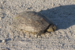 Eine Schildkröte kreuzt unseren Rückweg
