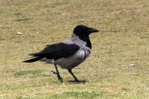 Nebelkrähe, Corvus corone cornix, Hooded Crow in Ceasarea