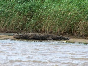 crocodile in st. lucia