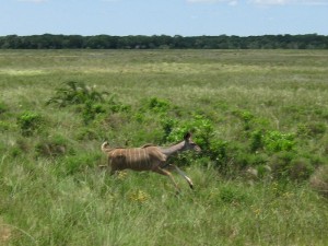 springing antelope near cape vidal