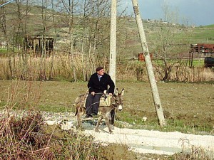 Albanienklischee zwischen Gjirokastër und Berati ein eher seltener Anblick