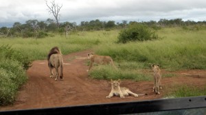 Löwen im Hlane NP Swasiland