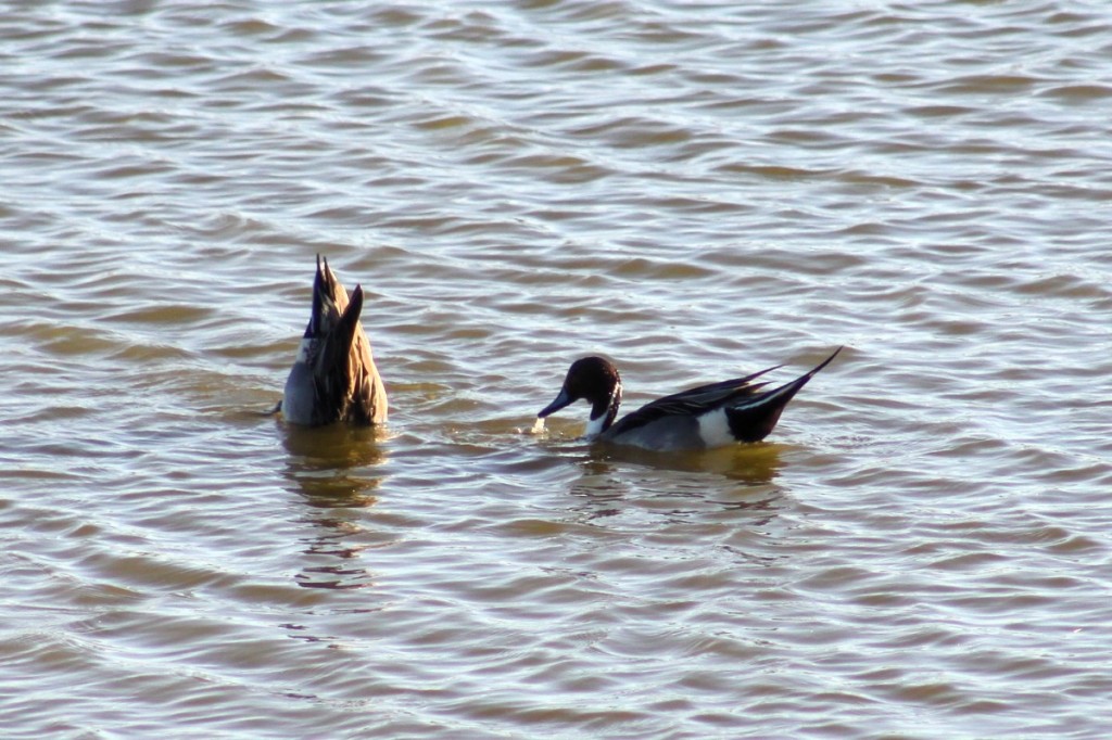 ducks on the on the oroklini saltlake