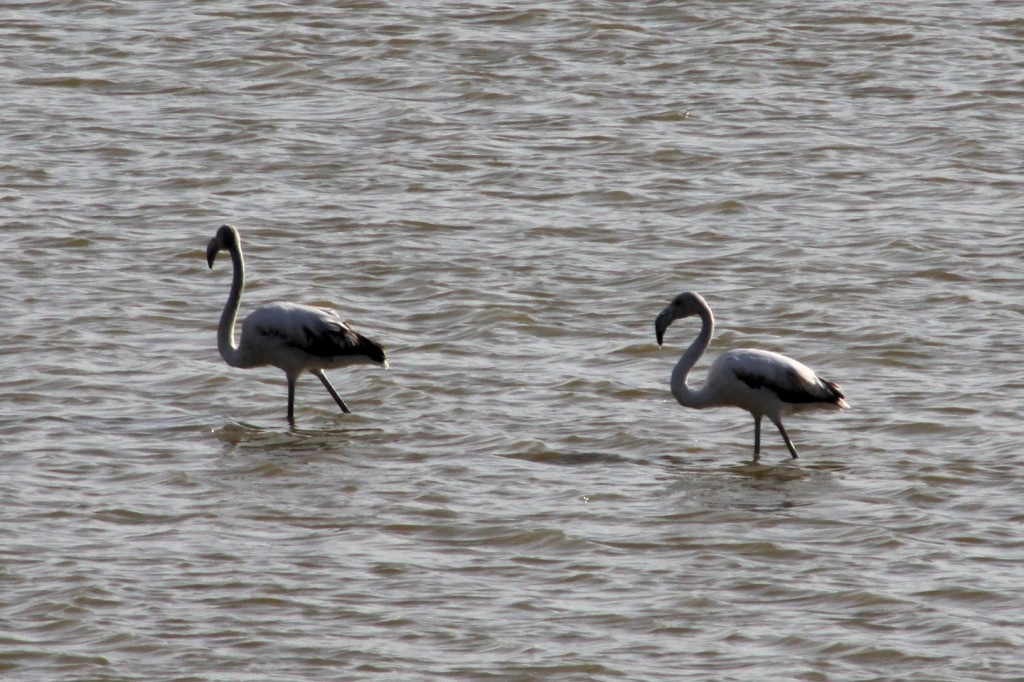 Flamingos auf dem Oroklini Salzsee