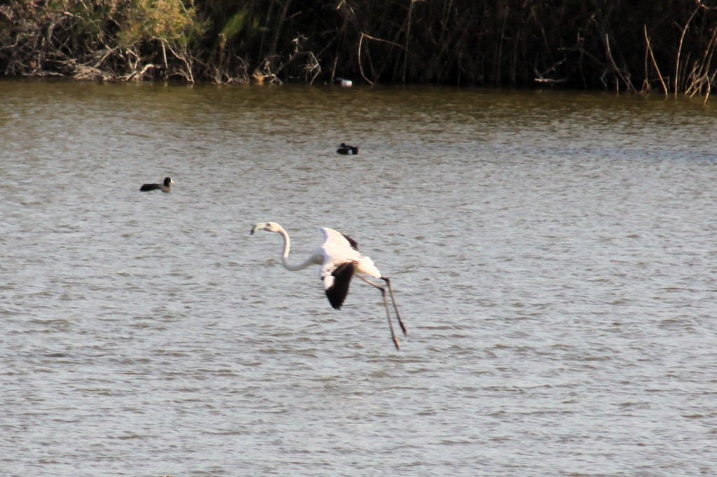 Flamingos auf dem Oroklini Salzsee