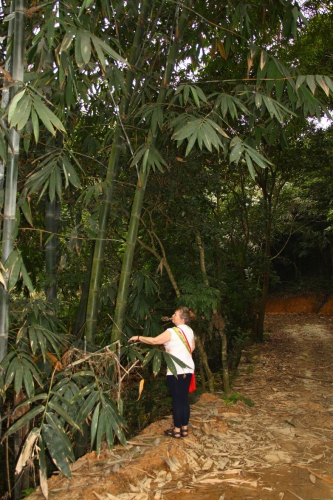 im Bambuswald Halong Vietnam
