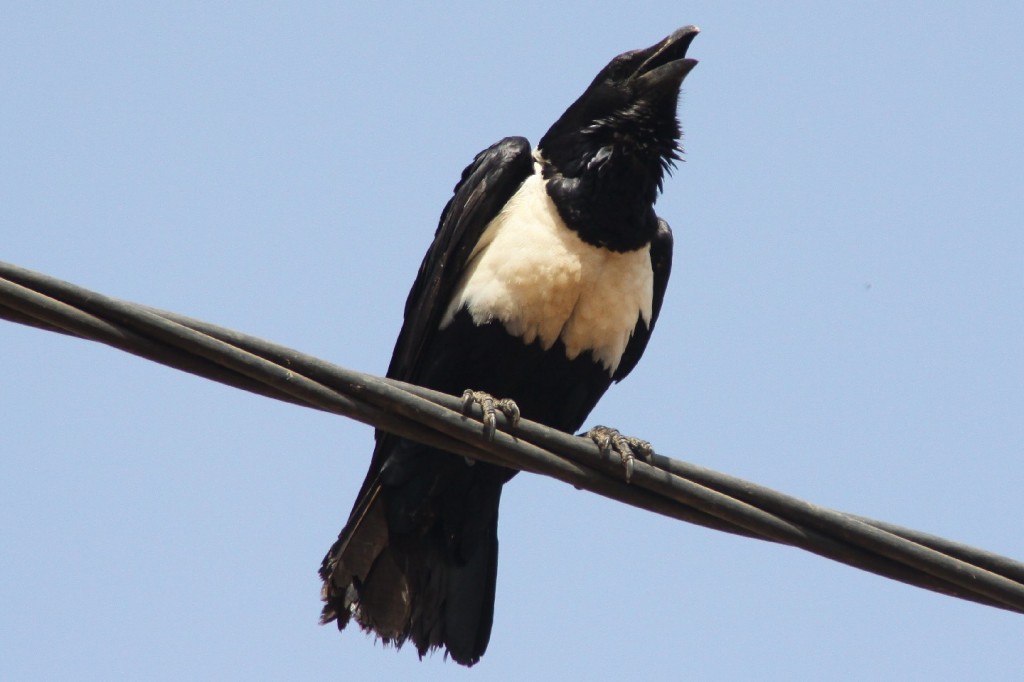 Dresden Banjul Schildrabe (Corvus albus, pied Crow)