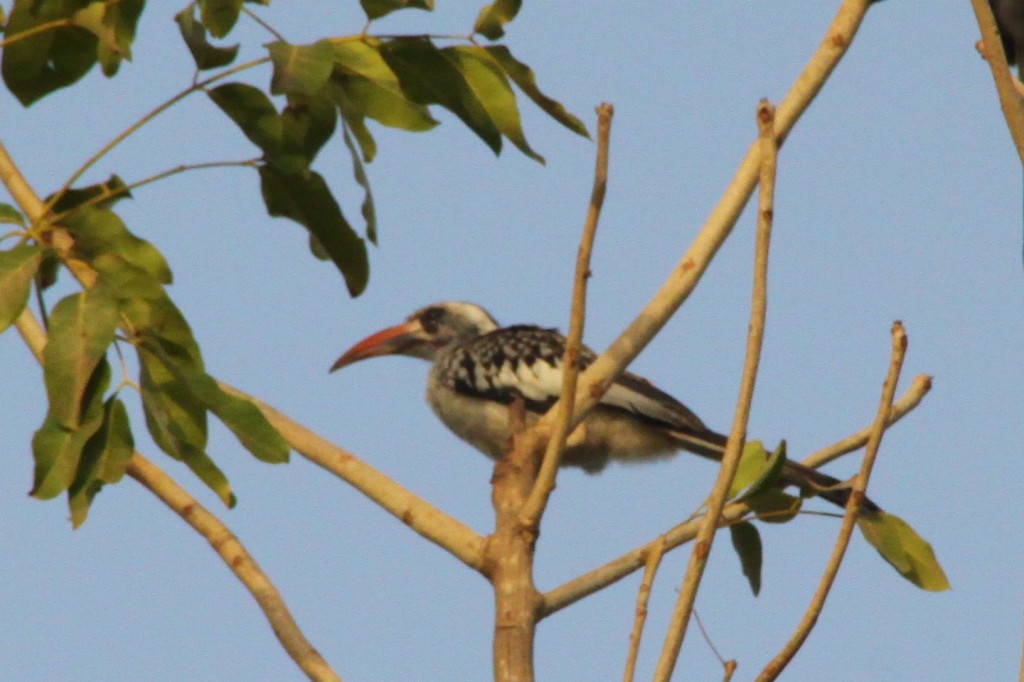 Rotschnabeltoko, Tockus erythrorhynchus, Red-billed Hornbill 