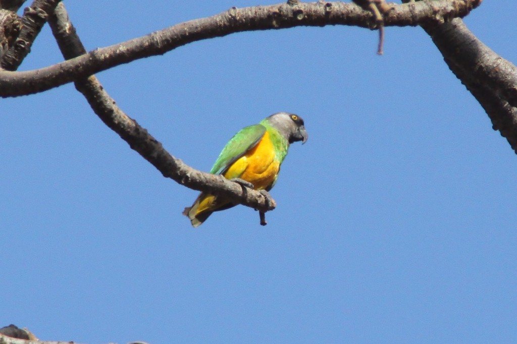 Banjul, Mohrenkopfpapagei, Poicephalus senegalus, Senegal Parrot