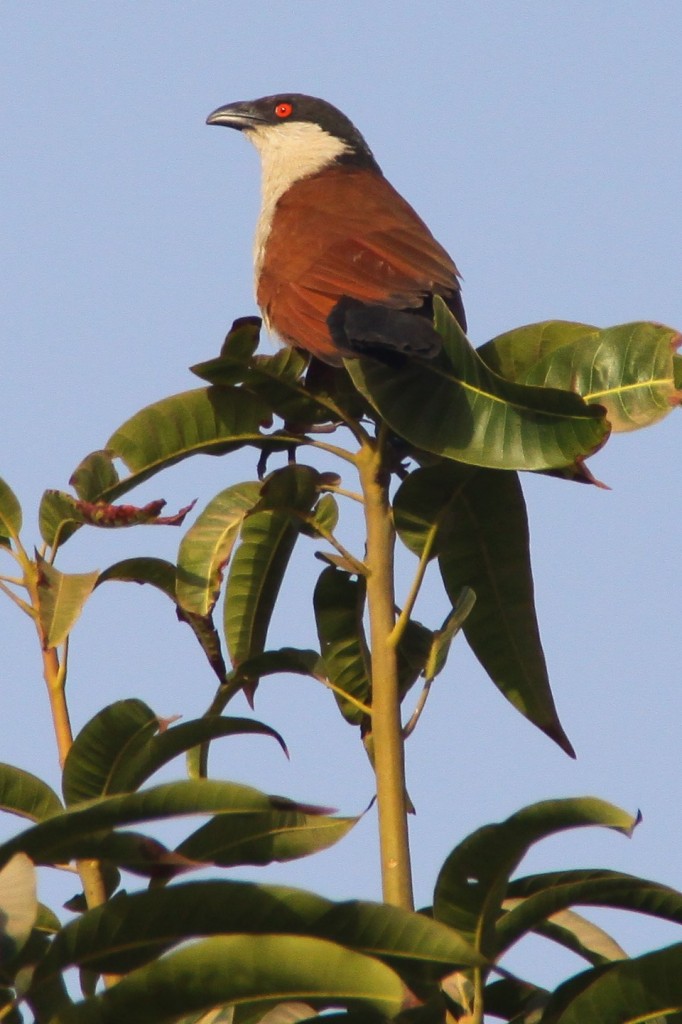 Banjul Spornkuckuck, Centropus senegalensis, Senegal Coucal