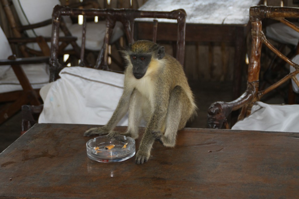 Gambia Banjul Lamin lodge Monkey
