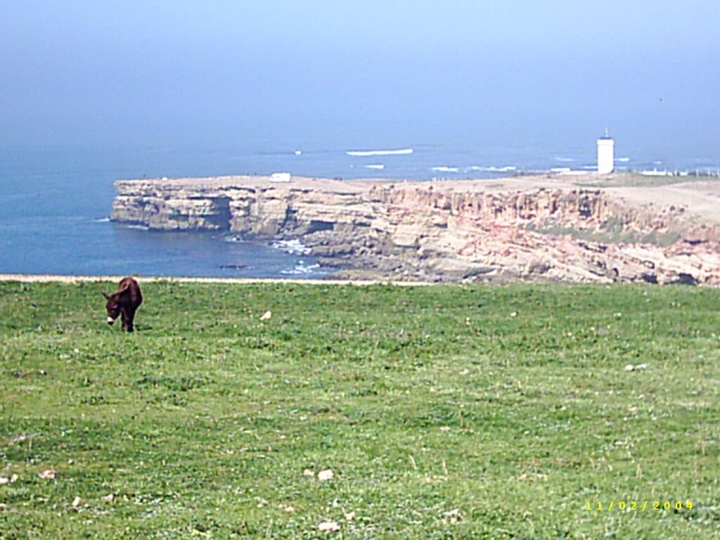 Steilküste mit Esel