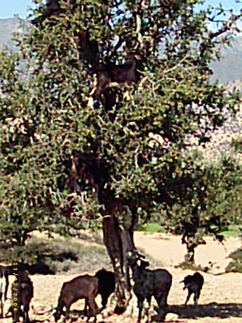 Um an grüne Blätter zu kommen, klettern die Ziegen mehrere Meter in die Bäume