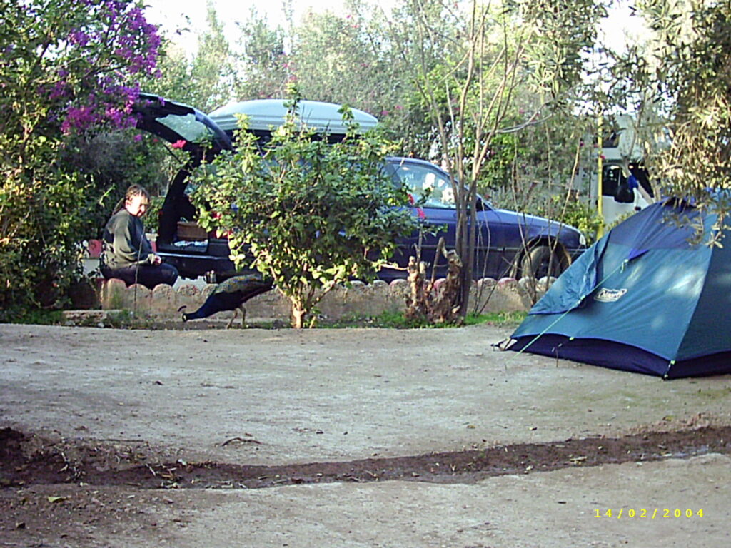 Pfauen füttern auf dem Campingplatz