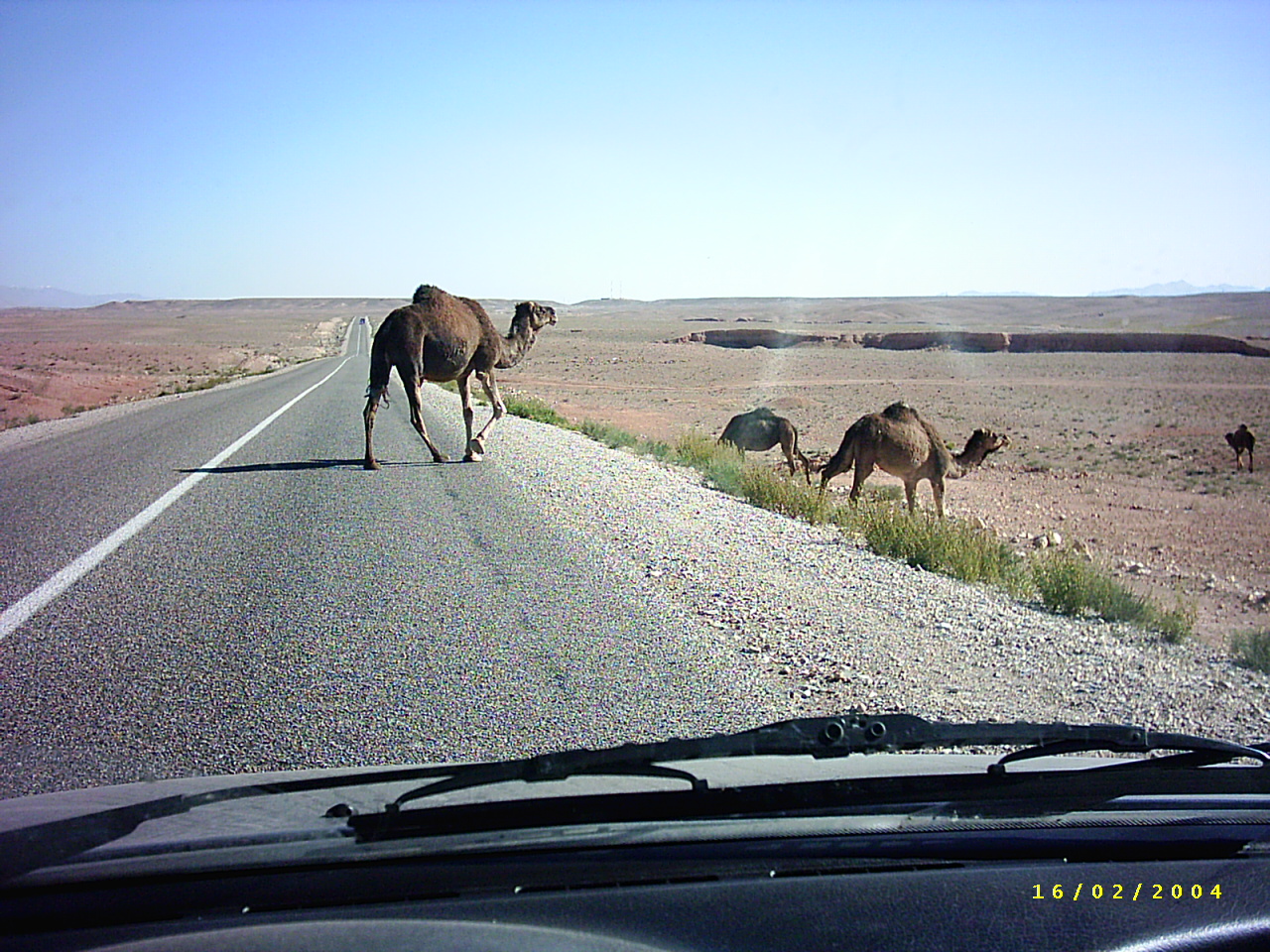 Wildwechsel in Marokko