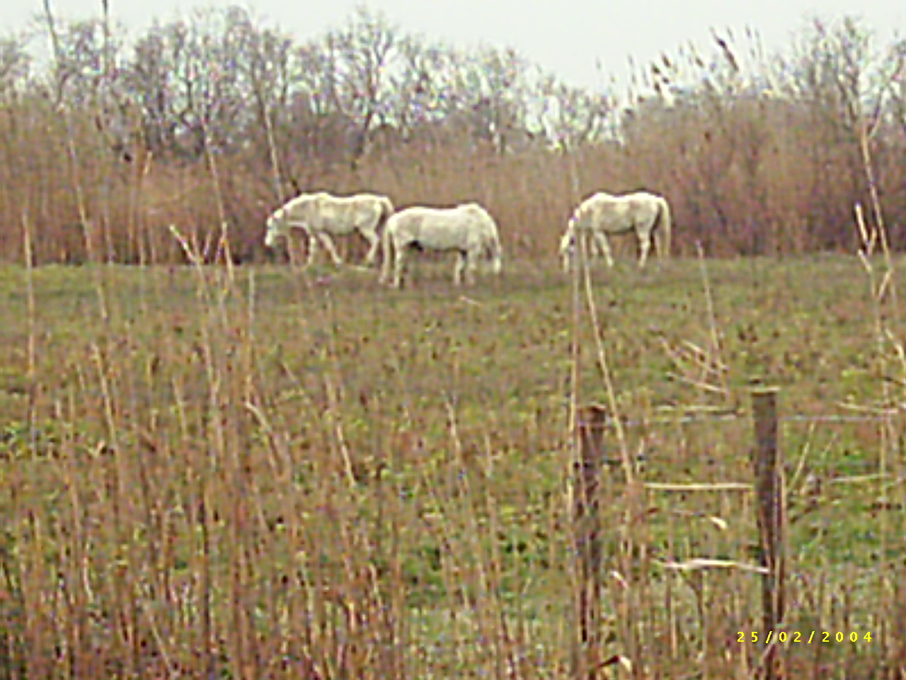 Weiße Pferde in der Camargue