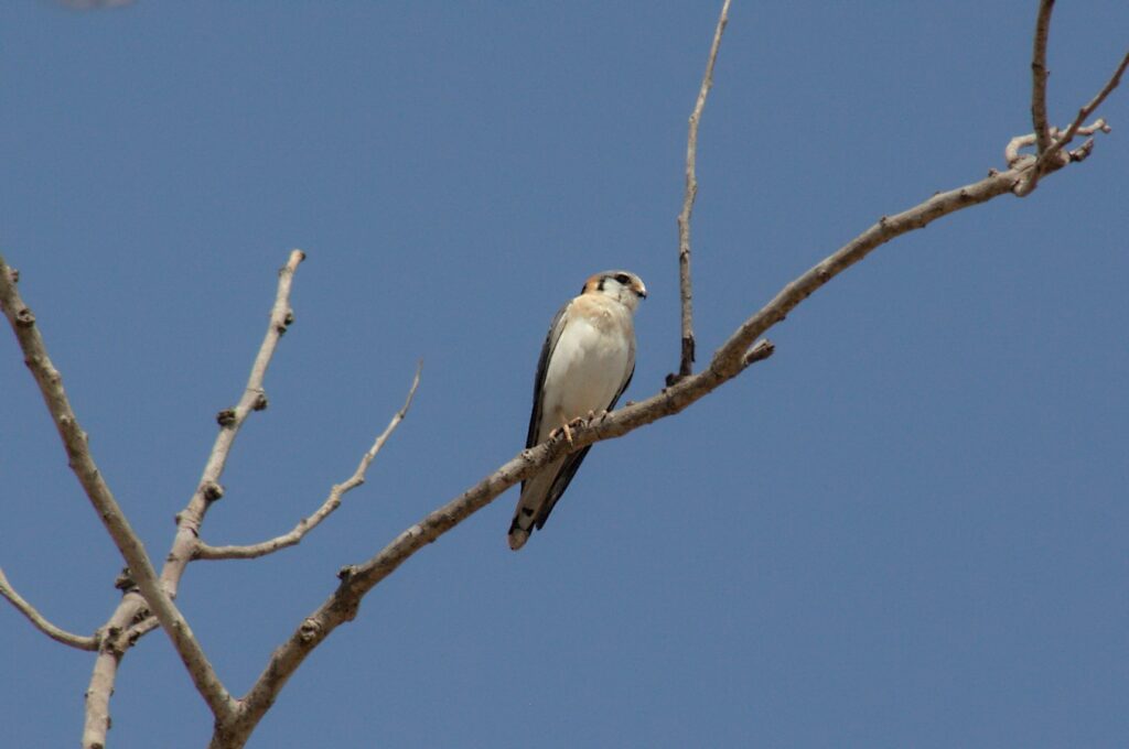 Buntfalke (Falco sparverius),, American kestrel, Cernícalo americano