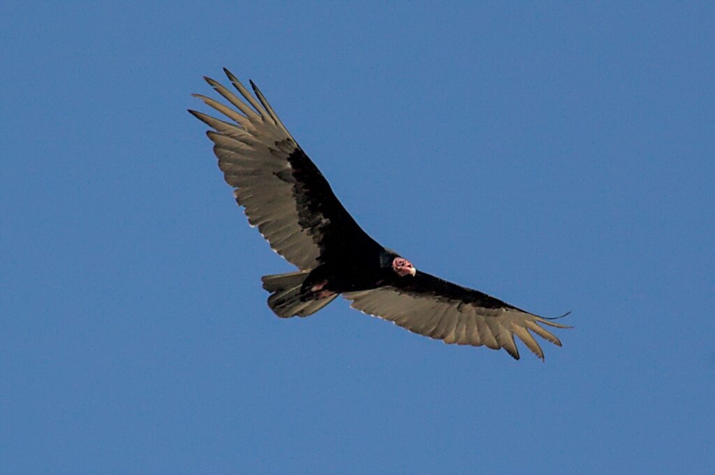 Truthahngeier (Cathartes aura), Turkey vulture, Cathartes aura