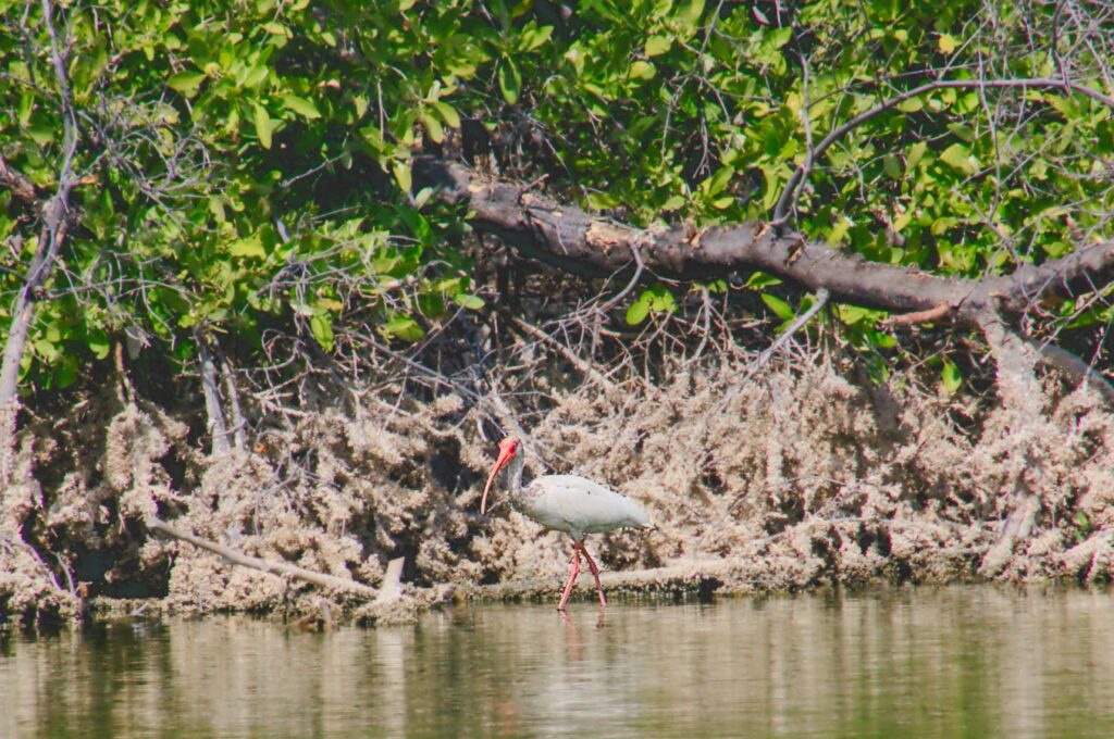 Schneesichler, Eudocimus albus, American white ibis, Corocoro blanco, Laguna Baconao