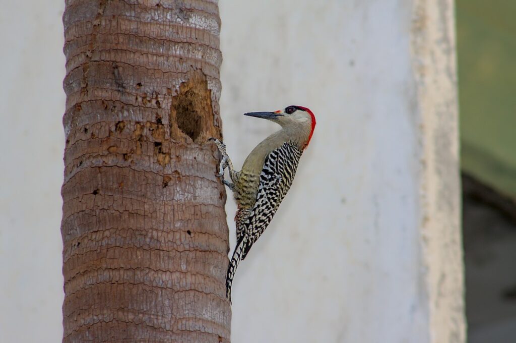 Bahamaspecht (Melanerpes superciliaris) , Carpintero jabado, Grand Bahama West Indian woodpecker